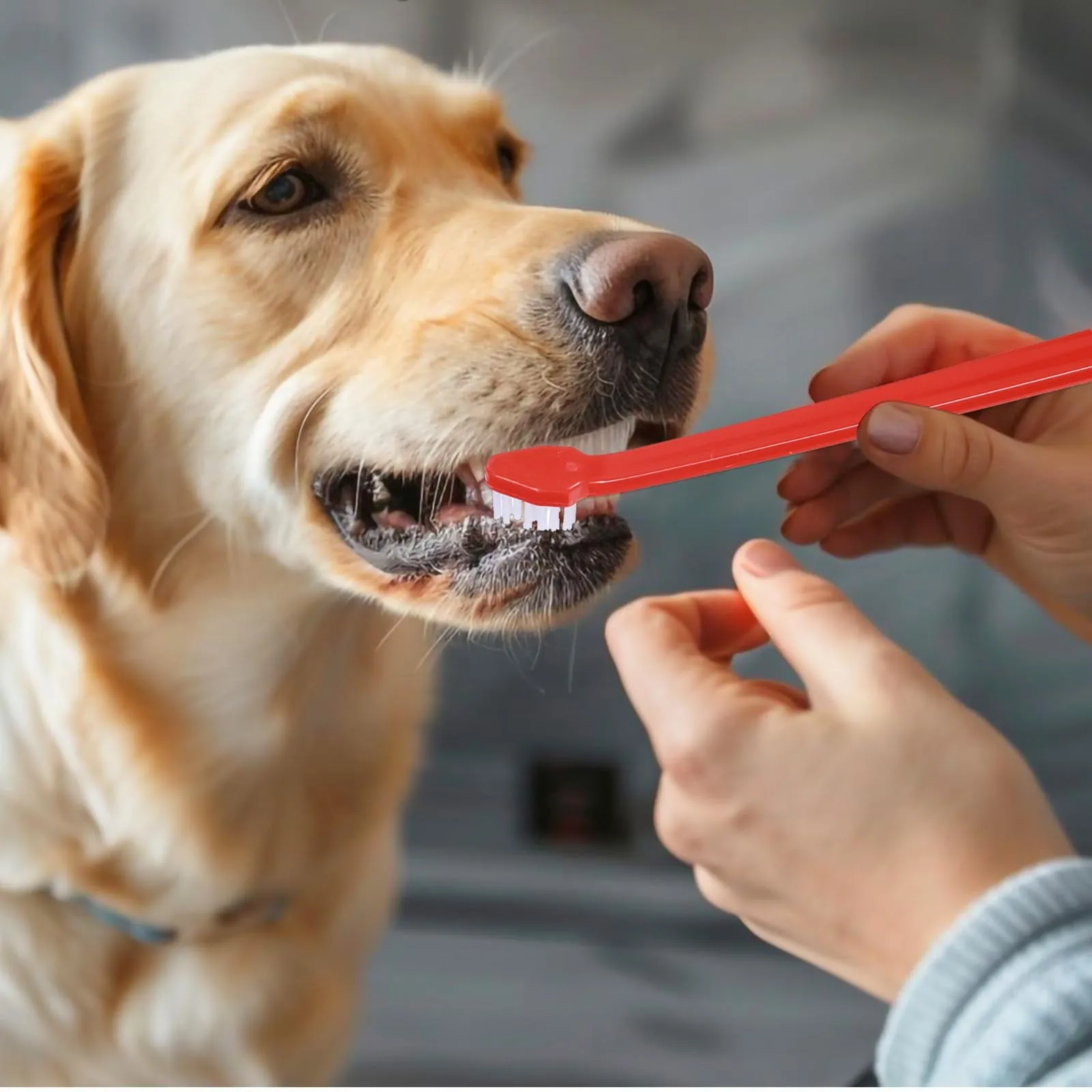 12 PCS Dog Toothbrush Bulk Double Headed Dog Pet Toothbrush Puppy Toothbrush for Small Dogs Soft Bristles Long Handle Dog Tooth Brushing Kit for Dogs Cat and Most Pets Teeth Cleaning Dental Oral