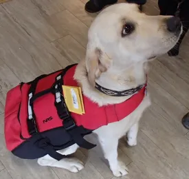Canine Flotation Device