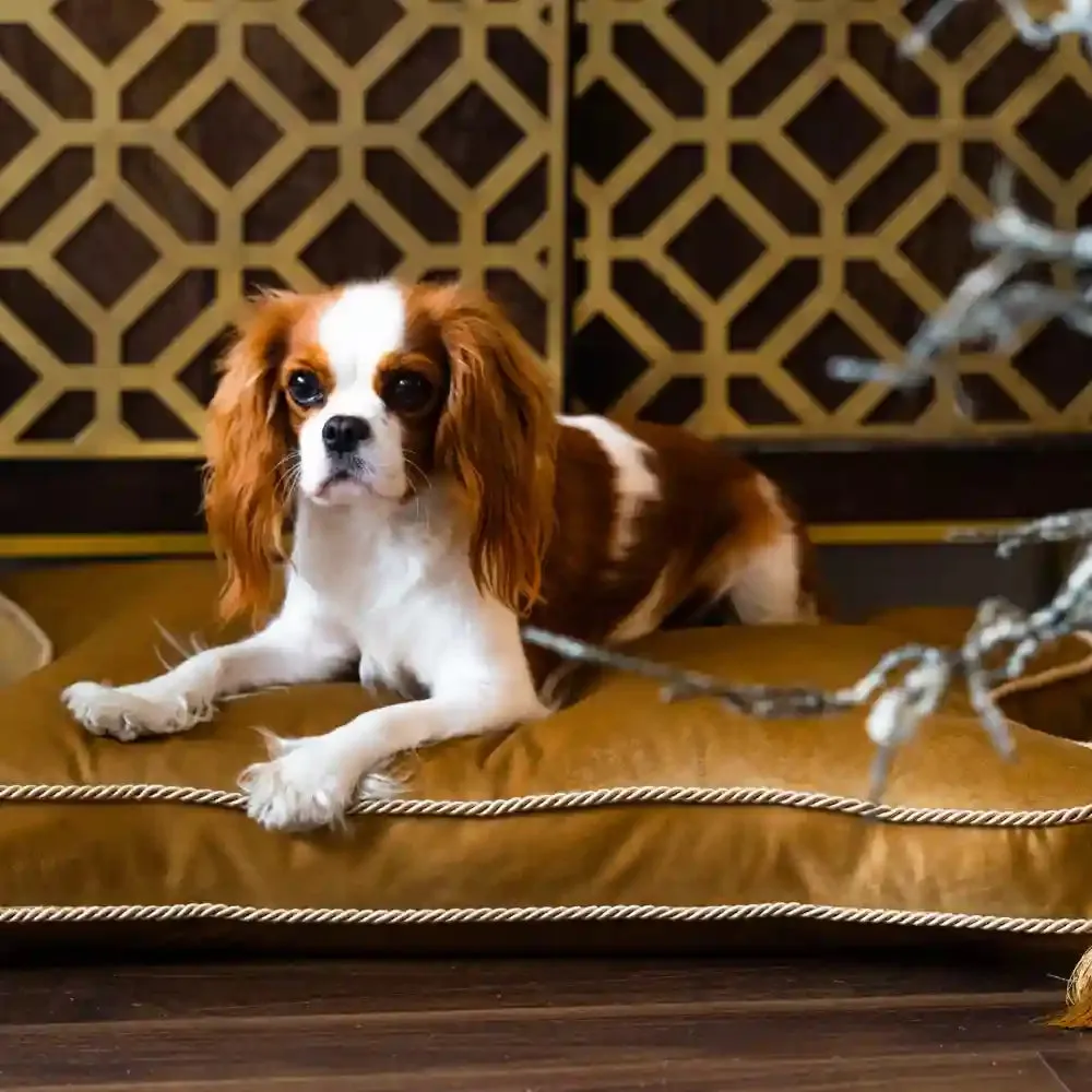 Chloe's Home King & Queen  Bed for Dogs and Cats (Gold)
