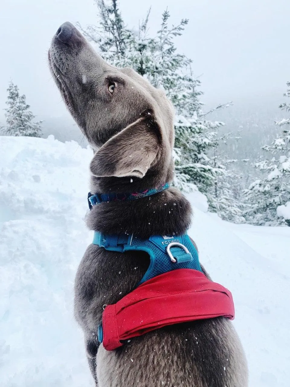 Dog Pocket ™ [Upcycled Gore-Tex]