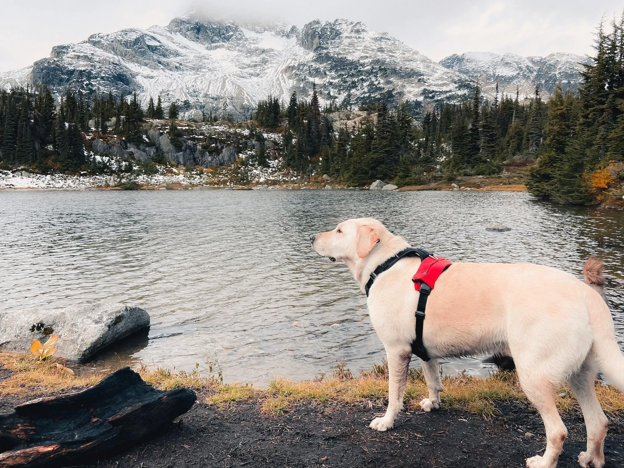 Dog Pocket ™ [Upcycled Gore-Tex]