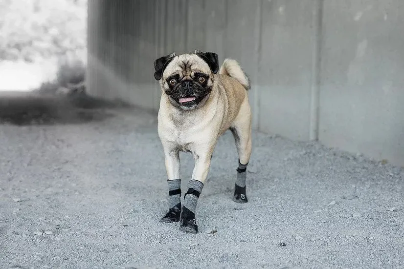 GF Pet Booties CLEARANCE FINAL SALE