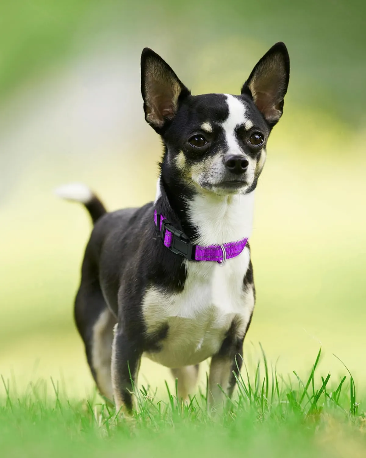 Joytale Reflective Dog Collar,Soft Neoprene Padded Breathable Nylon Pet Collar Adjustable for Puppy and Small Dogs,Purple,XS
