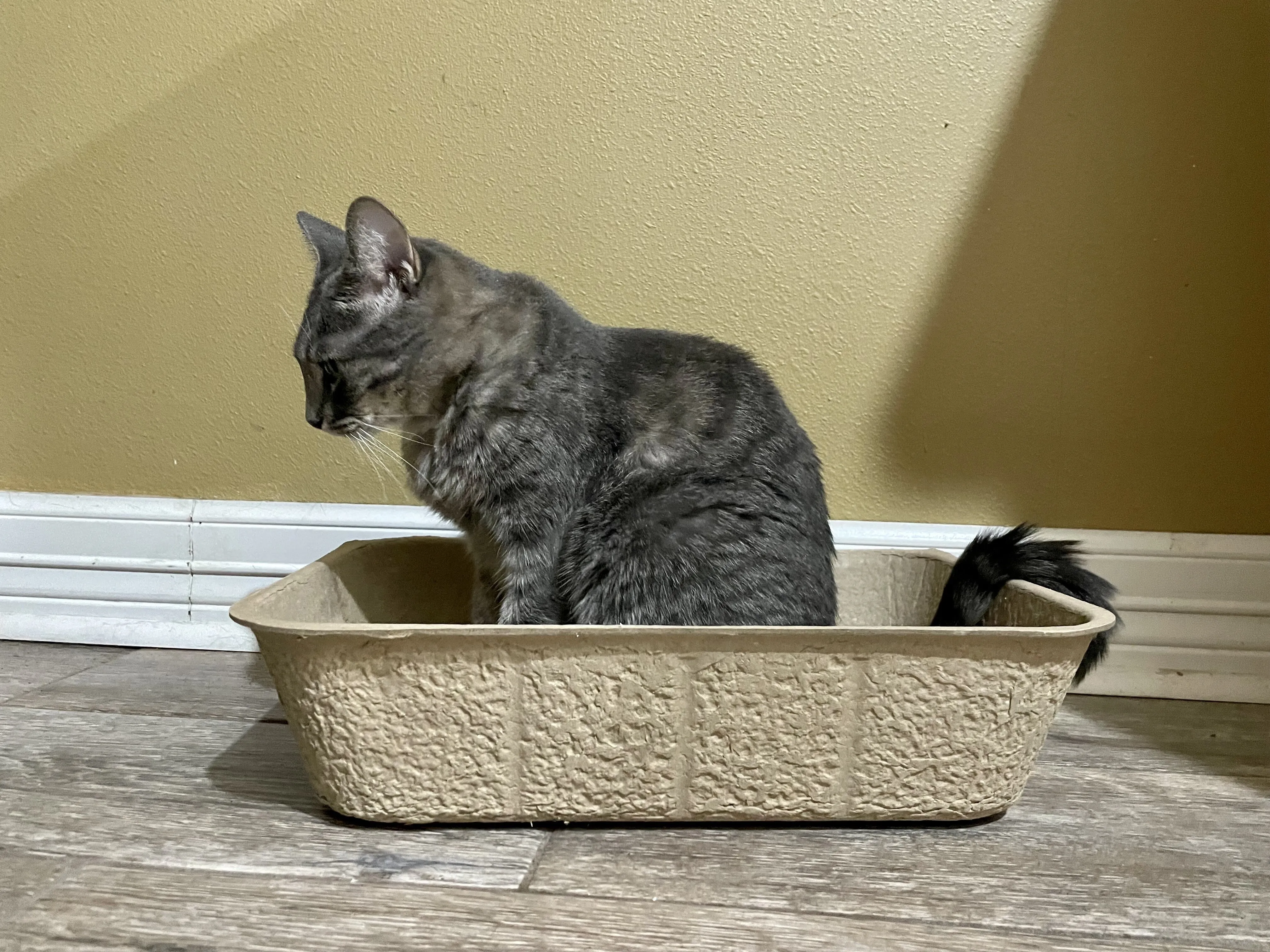 Midlee Disposable Cat Litter Boxes Pack of 5- Travel Portable Pet Tray Liner Pan