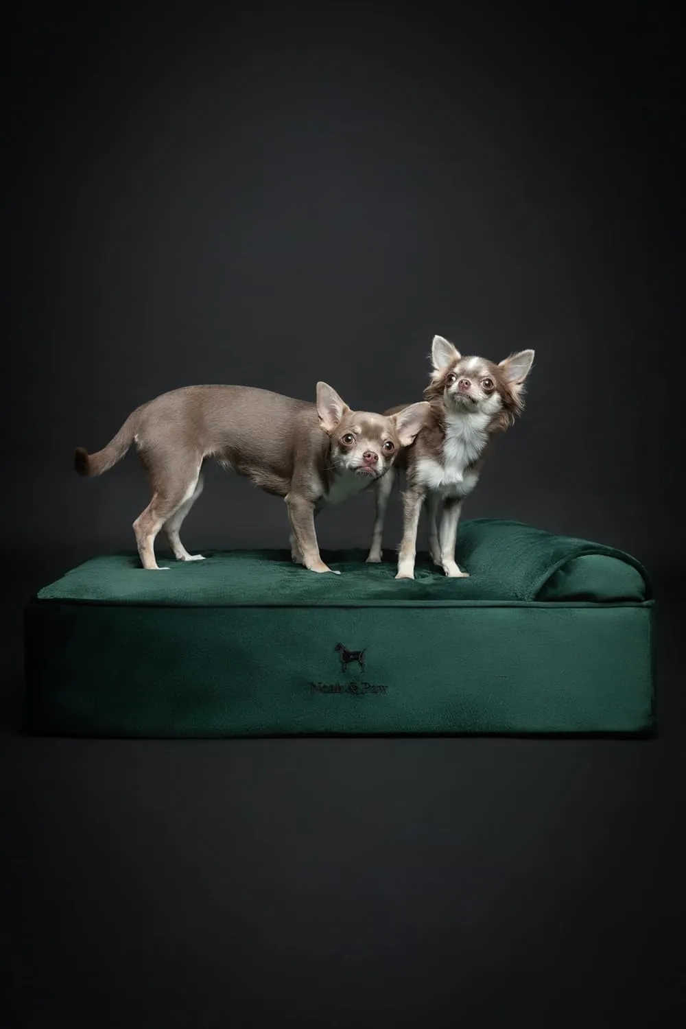 NOAH & PAW Dog Bed, 28x23x11 Inch, Orthopedic Dog Beds for Medium Size Pets, Eggshell Memory Foam Infused with Cooling Gel, Waterproof, Machine Washable, Includes Inner Cover (Velvet Collection)