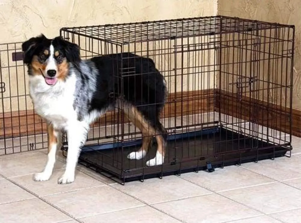 Precision Pet Products Two Door Great Crate Wire Dog Crate, 36 Inch, For Pets 50-70 lbs, With 5-Point Locking System