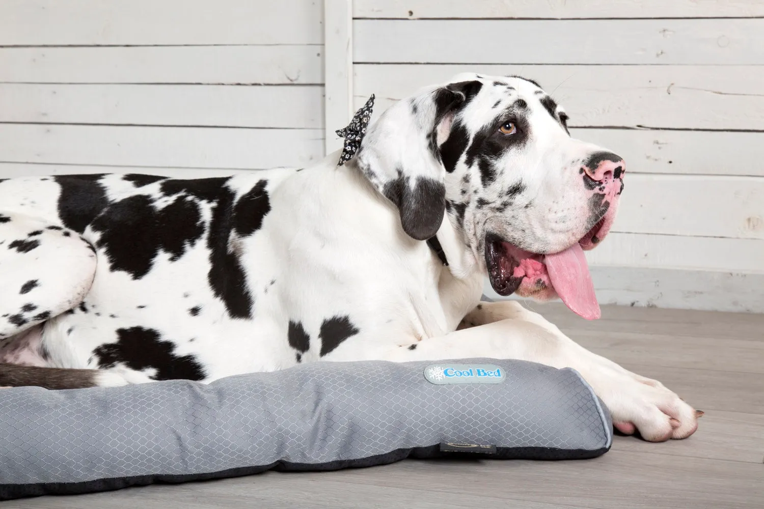 Scruffs Dog Cool Bed