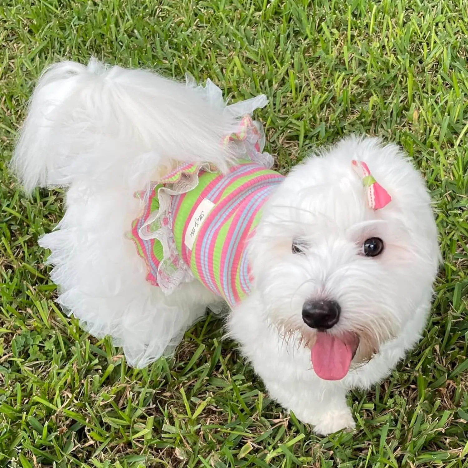 Winmany Dog Summer Clothes Puppy Sleeveless Striped Vest T-Shirt Pet Tutu Skirt Cat Dresses Suitable for Small Medium Cat Dog (Green, Small)